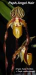 Paph. Angel Hair_9967