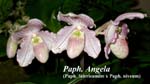 Paph. Angela (Paph. fairrieanum x Paph. niveum) 4142