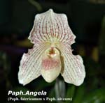 Paph. Angela_4278