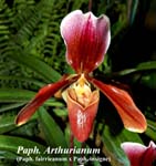 Paph. Arthurianum (Paph. fairrieanum x Paph. insigne)_5077