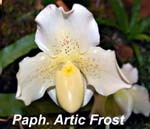 Paph. Artic Frost_5373