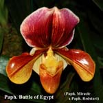 Paph. Battle of Egypt