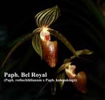 Paph. Bel Royal _9669