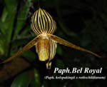 Paph. Bel Royal_9935