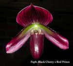 Paph. Black Cherry x Red Prince 3237