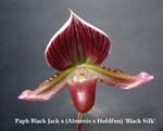 Paph. Black Jack x (Almenix x Holdfnn)  Black Silk _0212