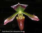 Paph. Blood Clot x Hampshire Raven 3226