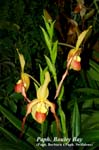 Paph. Bouley Bay (Paph. Borburn x Paph. Swiftdene)_5961