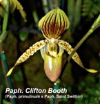 Paph. Clifton Booth (Paph. primulinum x Paph. Saint Swithin)_4648