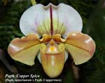Paph. Copper Spice (Paph. spicerianum x Paph. Copperware)_5477