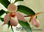 Paph. Delophyllum (Paph. delenatii x Paph. glaucophyllum)_0343