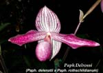 Paph. Delrossi 3602