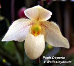 Paph. Deperle x Wellesleyanum_8214