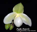 Paph. Deperle (Paph. primulinum x Paph. delenatii) _5018