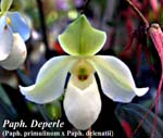 Paph. Deperle (Paph. primulinum x Paph. delenatii)_4595