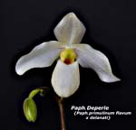 Paph. Deperle _2026