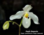 Paph. Deperle _2063