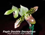 Paph. Double Deception_3751