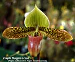 Paph. Duguesclin_8218