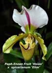 Paph. Enzan Fruit - Hsiao x spicerianum_8535