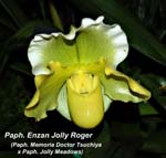 Paph. Enzan Jolly Roger (Paph. Memoria Doctor Tsuchiya x Paph. Jolly Meadows)_0046