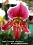Paph. Freidrick von Hayek x Paph fairrieanum_8210