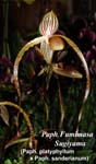 Paph. Fumimasa Sugiyama _9567