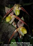 Paph. Gary Romagna_9681