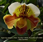 Paph. Gege Hughes x Halo _5360