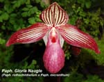 Paph. Gloria Naugle (Paph. rothschildianum x Paph. micranthum)_0341