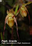 Paph. Gracile (Paph. haynaldianum x Paph. Swanianum)_0338