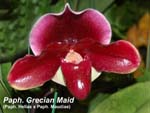 Paph. Grecian Maid (Paph. Hellas x Paph. Maudiae)_4655