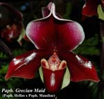 Paph. Grecian Maid_9558