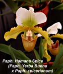 Paph. Hamana Spice (Paph. Yerba Buena x Paph. spicerianum)_0275