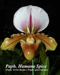 Paph. Hamana Spice (Paph. Yerba Buena x Paph. spicerianum)_5048