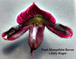 Paph. Hampshire Raven x Jolly Roger 0018