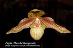 Paph. Harold Koopowitz (Paph. malipoense x Paph. rothschildianum)_5920