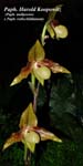 Paph. Harold Koopowitz_8901