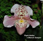 Paph. Hellas x Blanch Sawyer_8869