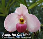 Paph. Ho Chi Minh (Paph. delenatii x Paph. vietnamense)_0549