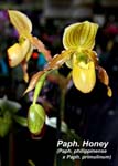 Paph. Honey (Paph. philippinense x Paph. primulinum)_0205
