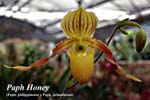 Paph. Honey_9778