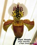 Paph. Hoopla (Paph. Allendale x Paph. Small World)_0281