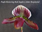 Paph. Hsinving Red Apple x Jsher Raymond_1141