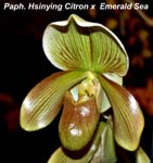 Paph. Hsinying Citron x Emera_4625