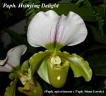 Paph. Hsinying Delight 4138