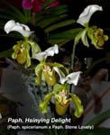 Paph. Hsinying Delight_5107