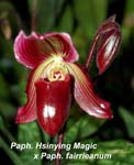 Paph. Hsinying Magic x fairrieanum_4293