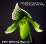 Paph. Hsinying Majakun (Paph. (Makuli Curtisii)- Maudiae x Paph Maudiae  Napa Valley)   1750