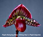 Paph. Hsinying Maru x Paph Impulse_0699-1